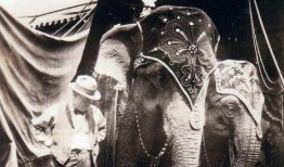 大象玛莉爆料视频,视频内容大起底